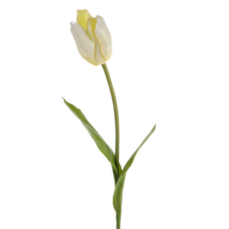 Tulip Contemporary Cream
