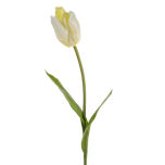 Tulip-Contemporary-Cream.jpg