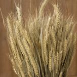 FLOWER BEARDED WHEAT 4.jpg