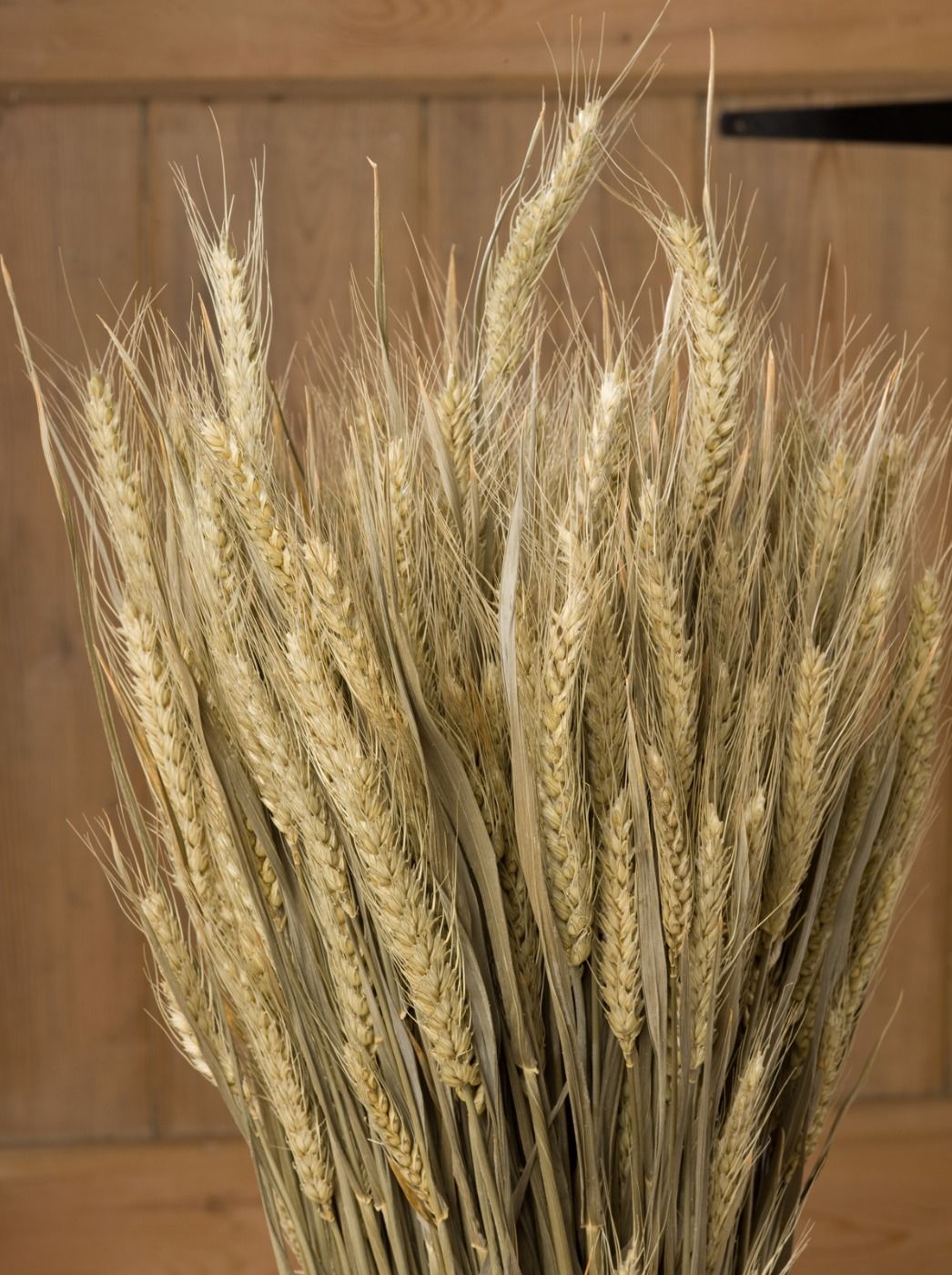 FLOWER BEARDED WHEAT 4.jpg