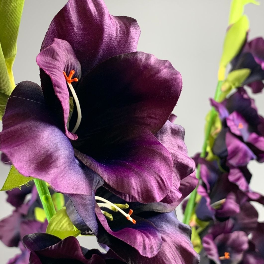 Gladiola, Damson 96 cm - www.BrandonThatchers.co.uk IMG_0733.jpeg