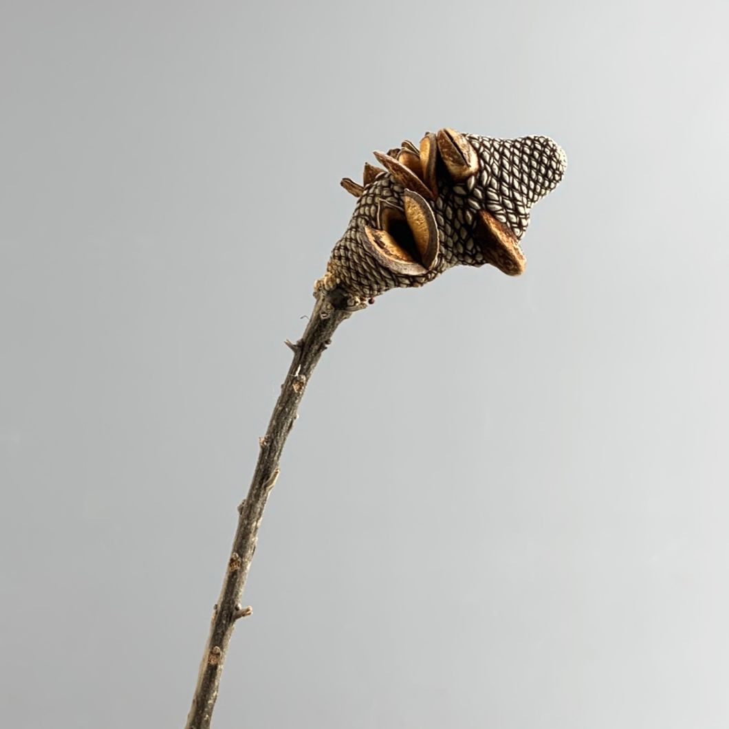 Shrieking Cone - www.BrandonThathers.co.uk IMG_4106.jpg