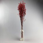 Stirlingia Red, Approx. 79cm - www.BrandonThatchers.co.uk