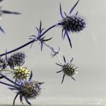 Dried Flowers www.brandonThatchers.co.uk