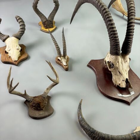 Baronial Mounted Antler Collection - RENTAL ONLY
