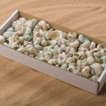 SHELL PEARL SNAIL BOX.jpg