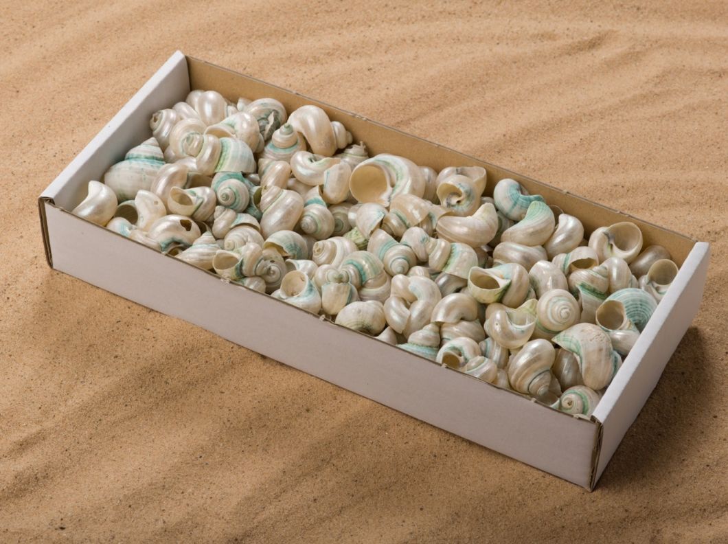 SHELL PEARL SNAIL BOX.jpg