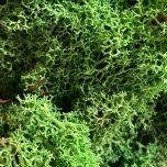 Curly Moss 2.jpg