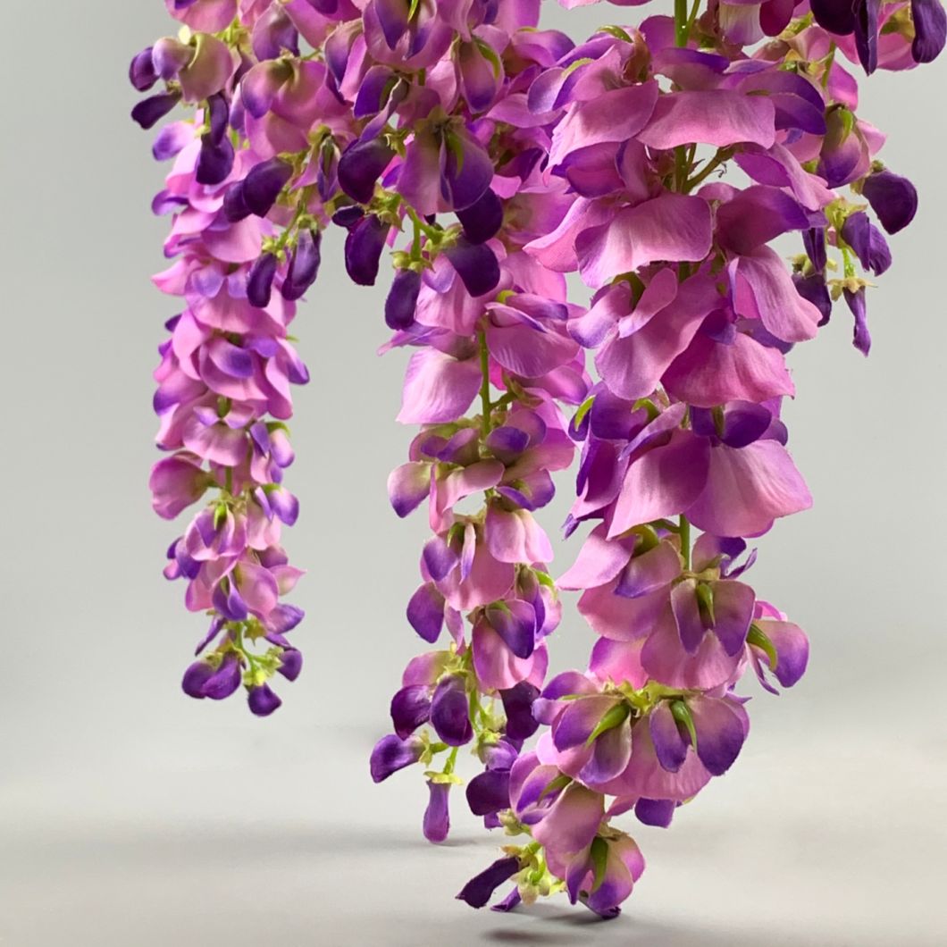 Wisteria Purple - www.BrandonThathers.co.uk IMG_1157.jpg