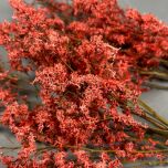BLOOMRED2.jpg