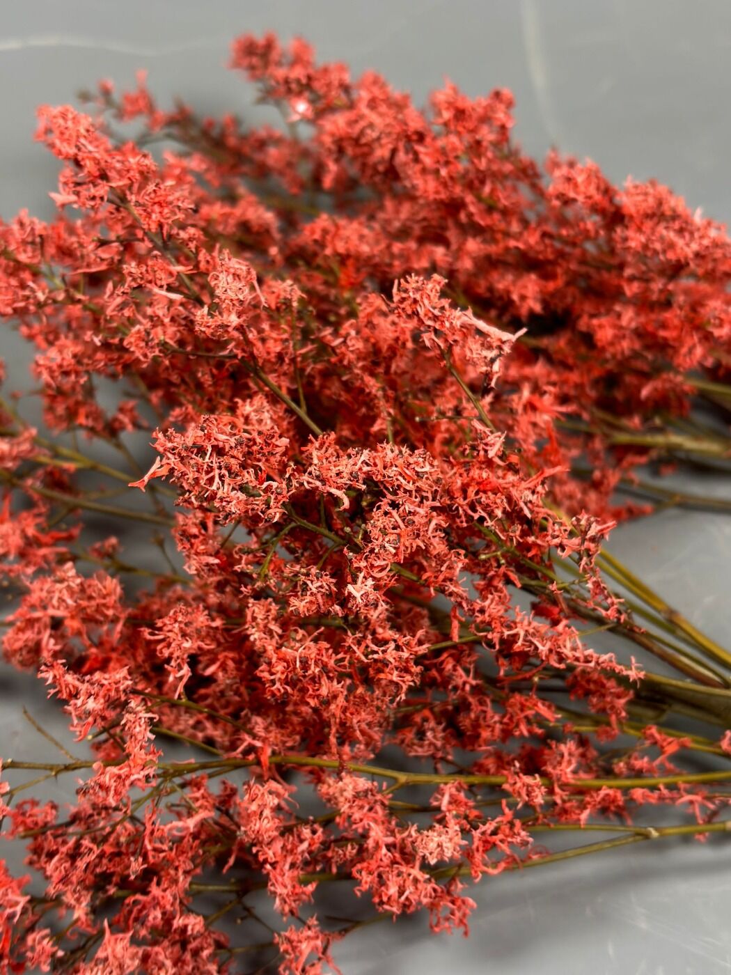 BLOOMRED2.jpg