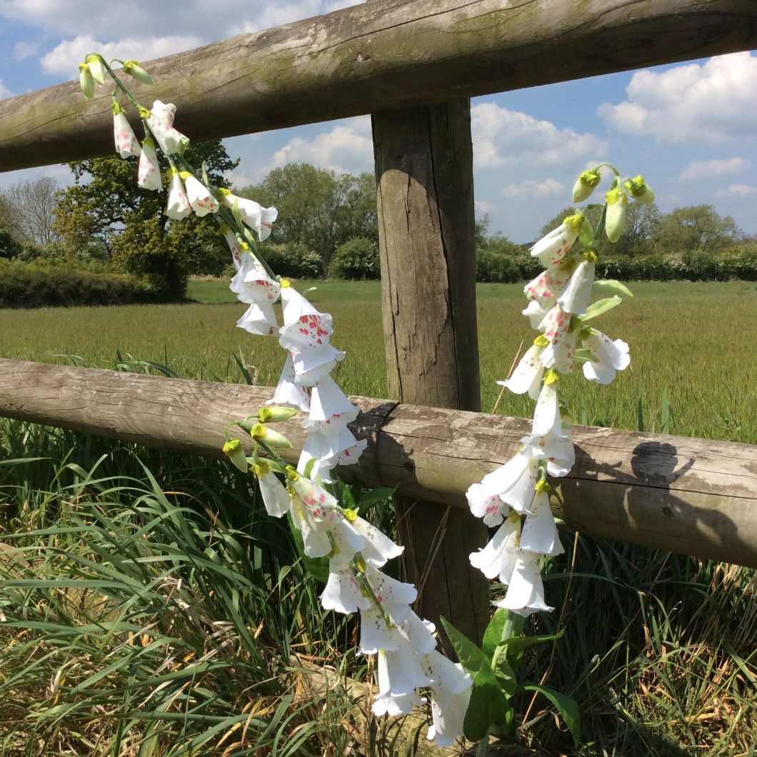 Foxglove, Ivory, 107 cm - www.BrandonThatchers.co.uk Foxglove, Ivory, 107 cm - www.BrandonThatchers.co.uk
