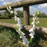 Foxglove, Ivory, 107 cm - www.BrandonThatchers.co.uk Foxglove, Ivory, 107 cm - www.BrandonThatchers.co.uk