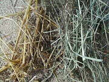 Hay and Straw.JPG
