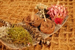 Brandon-Thatchers-bark-sheet-moss-lichen-banana-stem-palm-ring-eucalyptus-star-medium-cynara-coir-pillow-exotics-e1506426272580.jpg Brandon-Thatchers-bark-sheet-moss-lichen-banana-stem-palm-ring-eucalyptus-star-medium-cynara-coir-pillow-exotics-e1506426272580.jpg