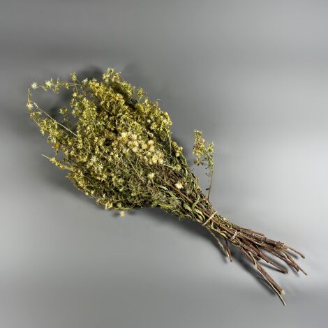 Woody Fleabane - approx. 50 cm Long by 10-15 cm Wide. Natural Dried Deco