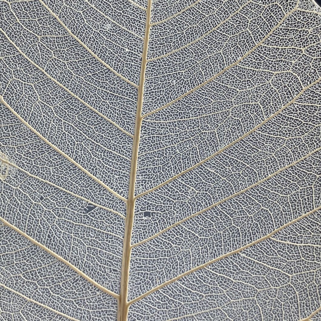 Skeletal Leaf - www.BrandonThathers.co.uk IMG_4471.jpg