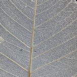 IMG_4471.jpg