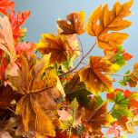 IMG_6202 copy.jpg
