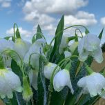 Snowdrops, Frosted Bunch 36 cm- www.BrandonThatchers.co.uk