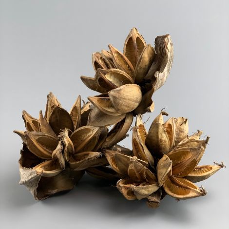 Sororoca Flower Head, approx. 25-30 cm long by 20 cm spread, natural, dried floral deco