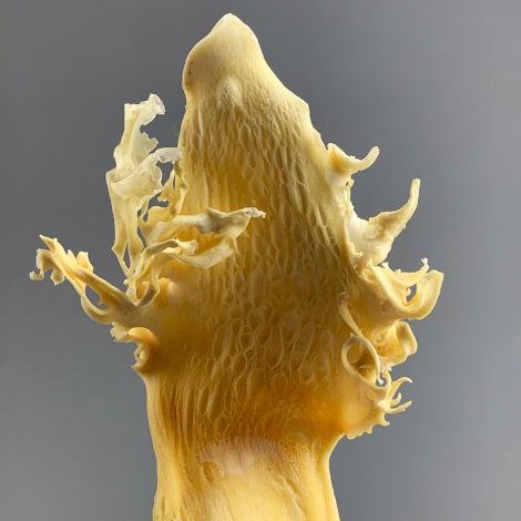 Kelp Seaweed Pieces x 5, white, approx. 10-13cm spread, natural, dried floral deco