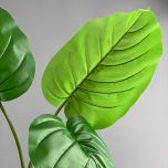 Alocasia Leaf - www.BrandonThathers.co.uk IMG_6280.jpeg