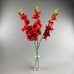 Gladiola, Red 96 cm - www.BrandonThatchers.co.uk IMG_1023.jpg