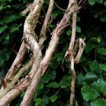 Vines – www.BrandonThatchers.co.uk 