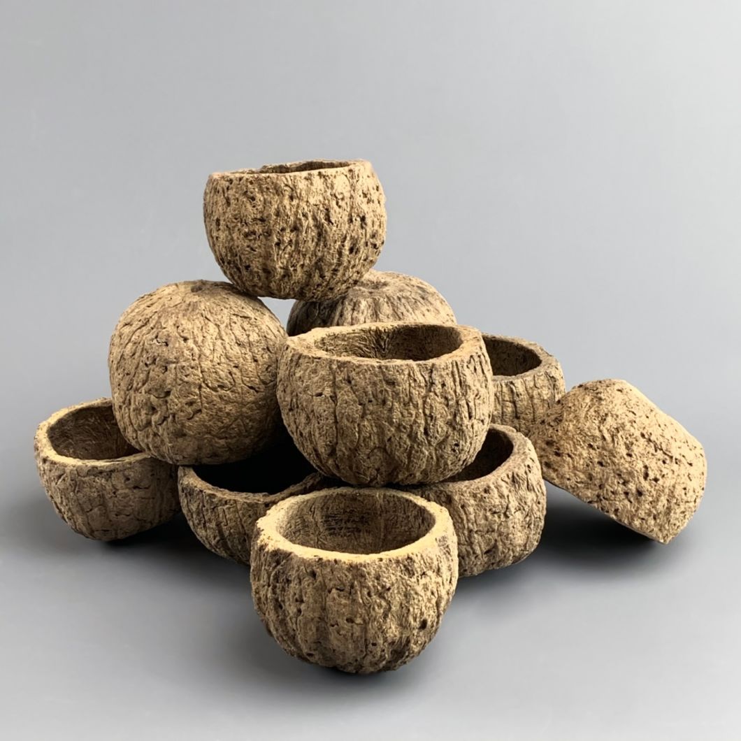 Coconut Shell - www.BrandonThathers.co.uk IMG_3130.jpg