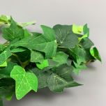 Ivy - www.BrandonThathers.co.uk IMG_0857.jpeg