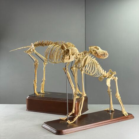 Articulated Animal Skeletons - RENTAL ONLY