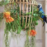 parrot.jpg