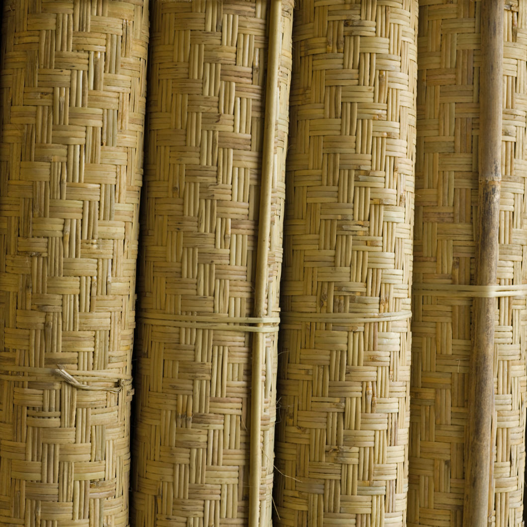 Bamboo - www.BrandonThatchers.co.uk Bamboo - www.BrandonThatchers.co.uk