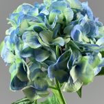 Sky-Blue Hydrangea- www.BrandonThathers.co.uk IMG_0870Ucc.jpeg