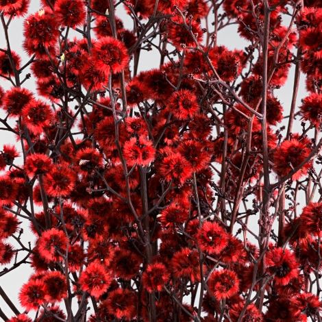 Stirlingia Red, approx 79 cm long by 20 cm wide dried flower bunch