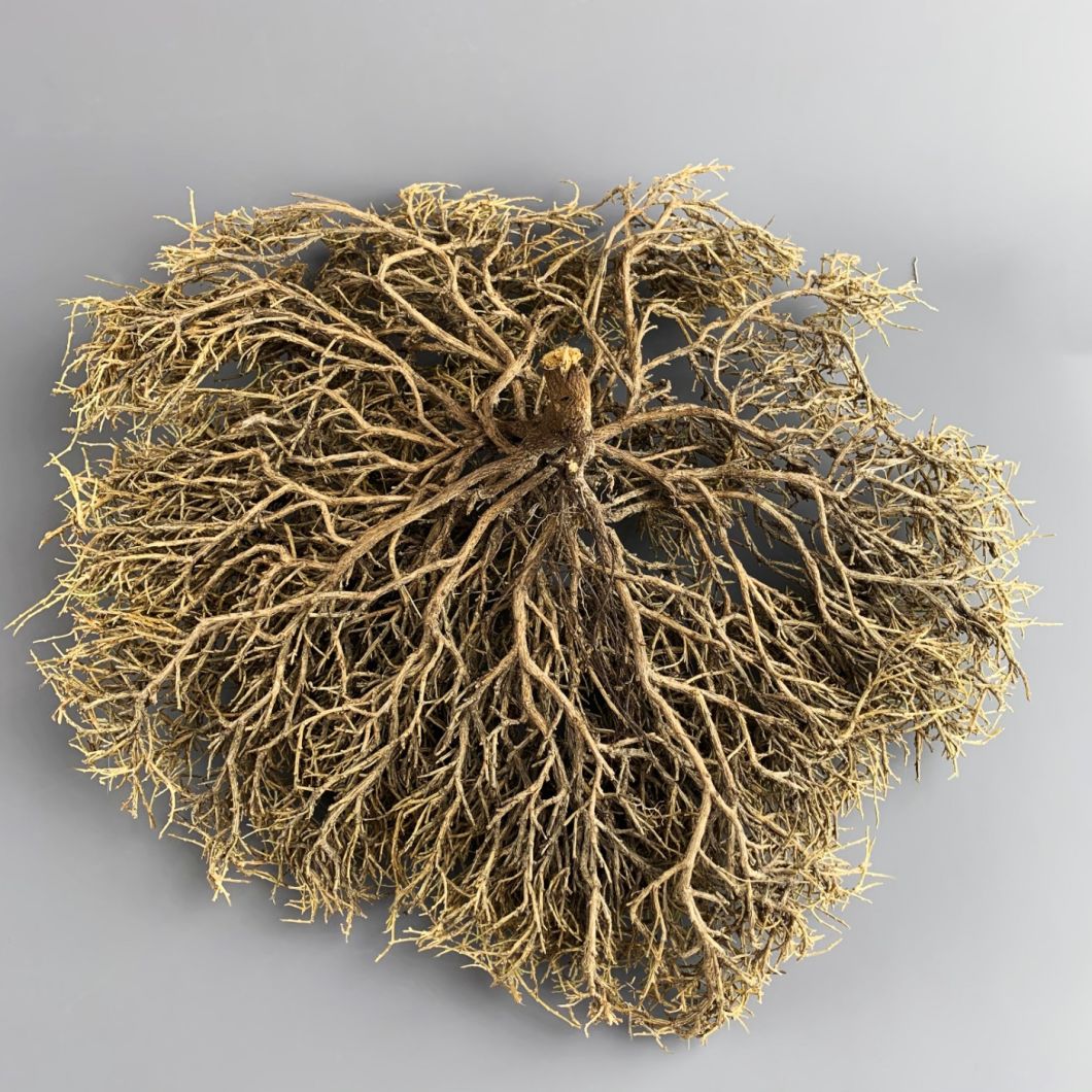 Gnarled Root - www.BrandonThathers.co.uk IMG_3466.jpg
