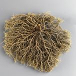 Gnarled Root - www.BrandonThathers.co.uk IMG_3466.jpg