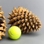 Pine Cone Giant - www.BrandonThathers.co.uk IMG_4019.jpg