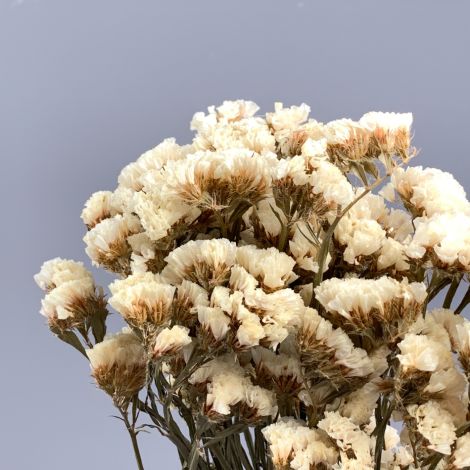 Statice, White bunch, approx. 75cm - www.BrandonThatchers.co.uk Statice Dusky Neutral, approx. 50cm tall natural dried flowers.