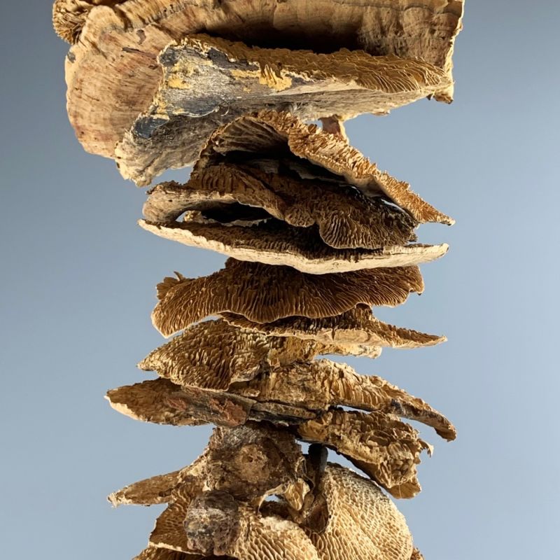 Sponge Mushroom Garland approx. 100 cm long