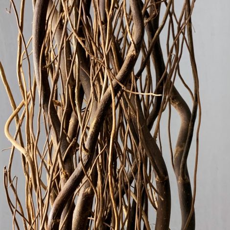Contorted Willow x 10 stems, approx. mixture 1.2 m to 2.2 m tall. Natural, dried. 