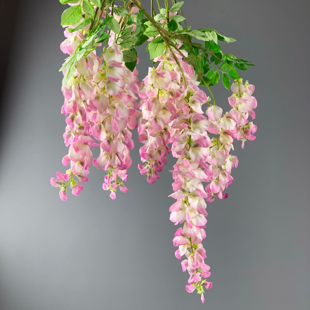Wisteria cream - www.BrandonThathers.co.uk IMG_1164.jpg