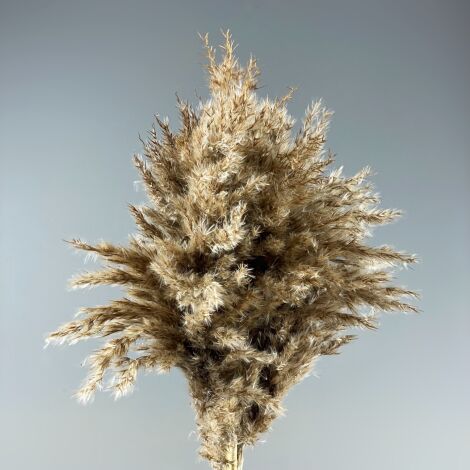 Pampas Grass - Tan Brush x 5 stems, 1m long dried bunch.