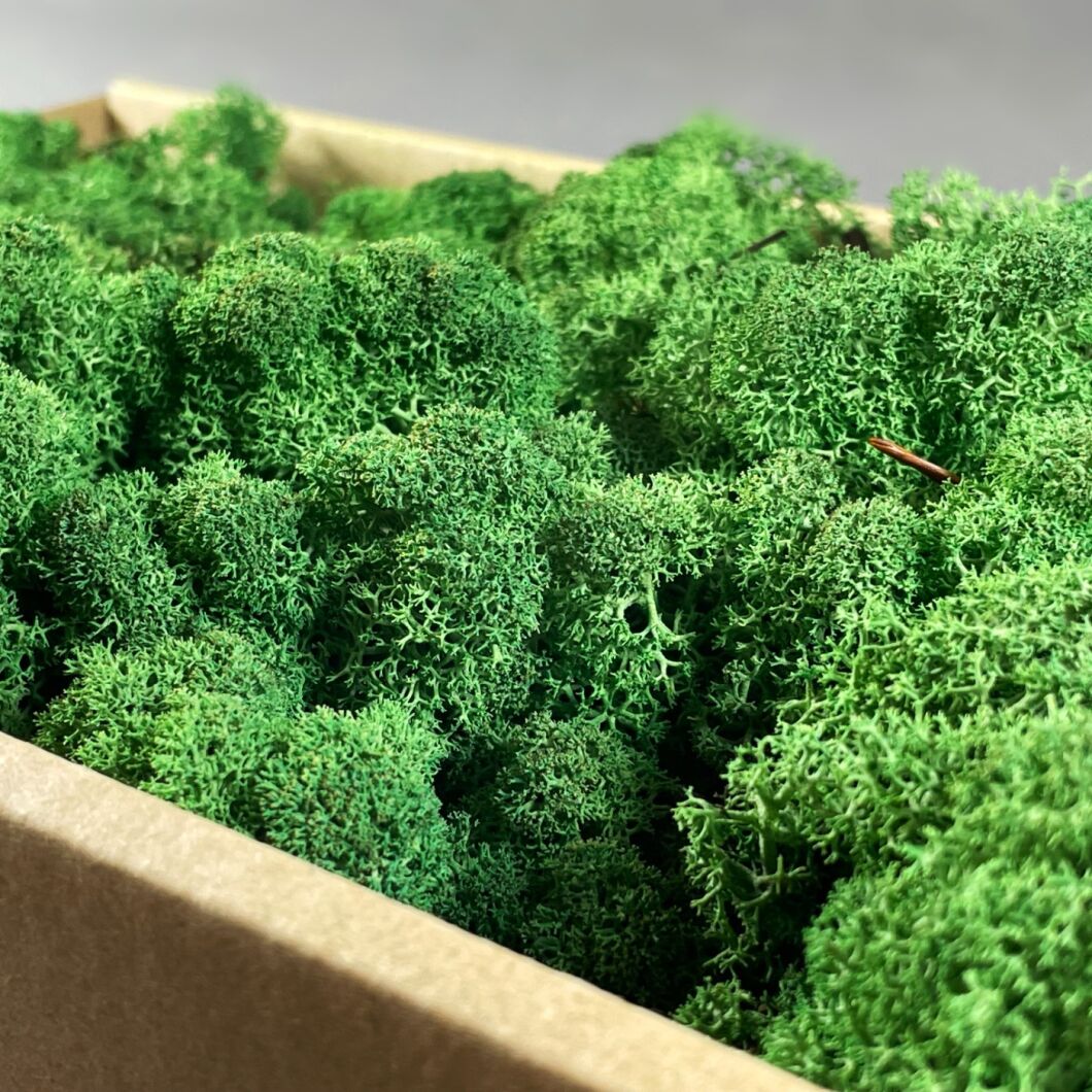 Curly Moss 4.jpg