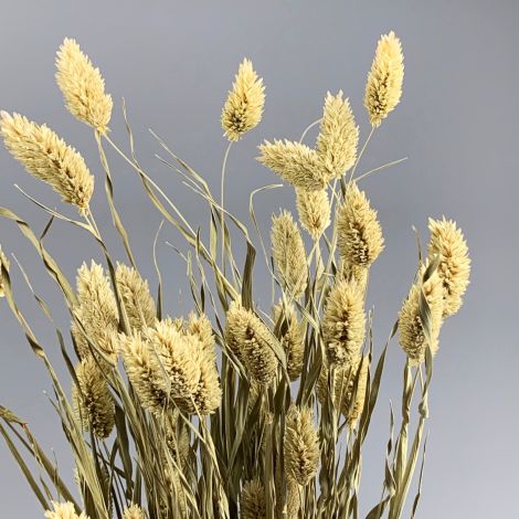 Phalaris, approx 65 cm long by 10 cm wide dried bunch