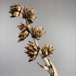 Sororoca Plant Giganticus – www.BrandonThatchers.co.uk IMG_4545.jpg
