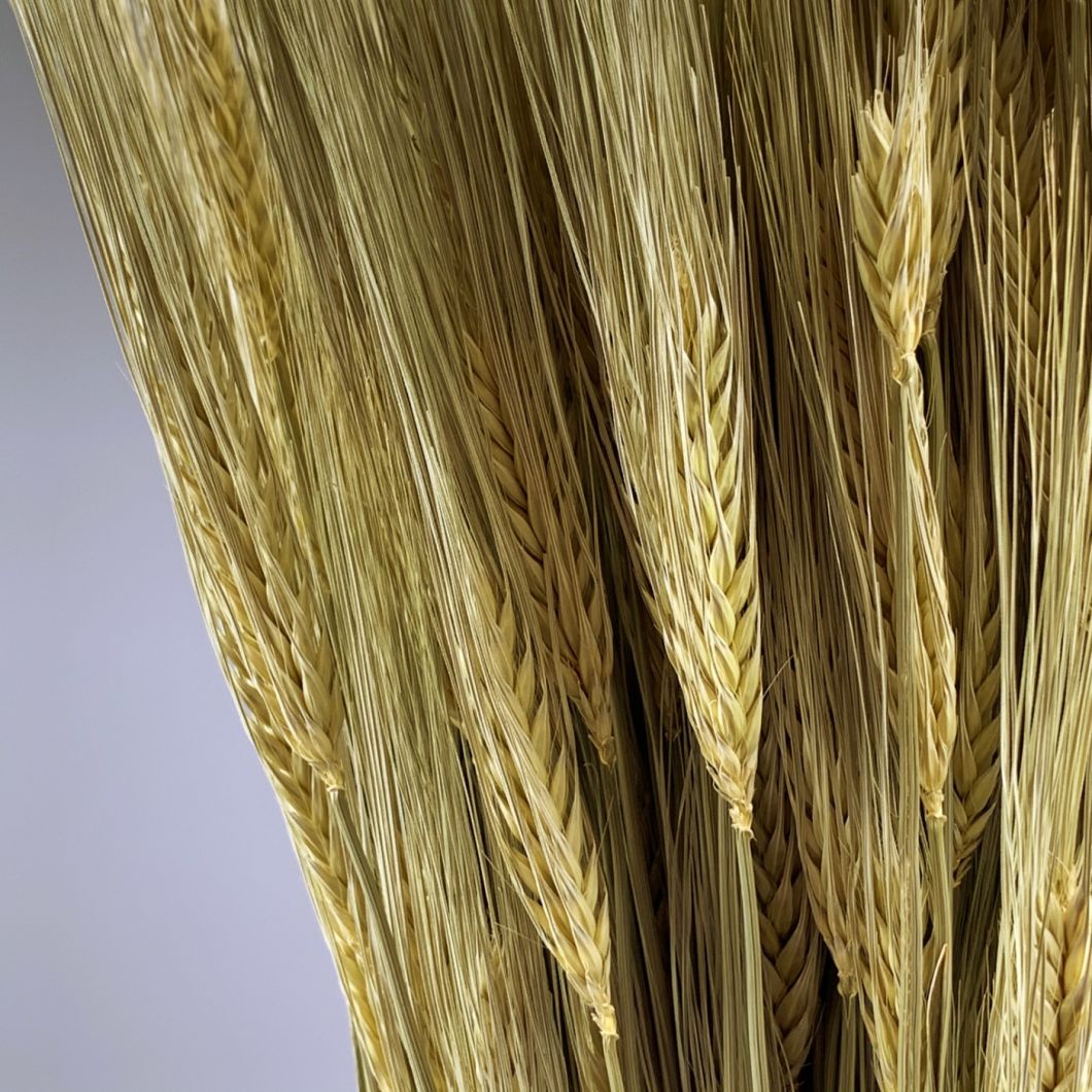 Wheat, Bearded, approx.66 cm - www.BrandonThatchers.co.uk IMG_1329.jpg