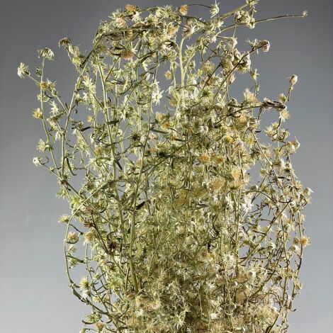 Stinkwort - approx. 50 cm Long by 20 cm Wide. Natural Dried Deco