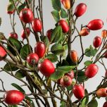 Rose Hip - www.BrandonThathers.co.uk IMG_1124.jpg